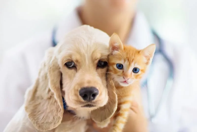 Making the Most of Your Pet's Routine Exam: What to Ask Your Vet
