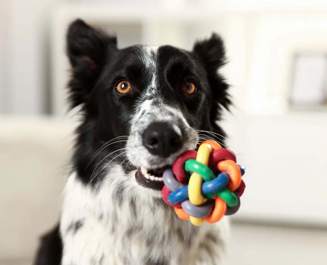 border collie with toy