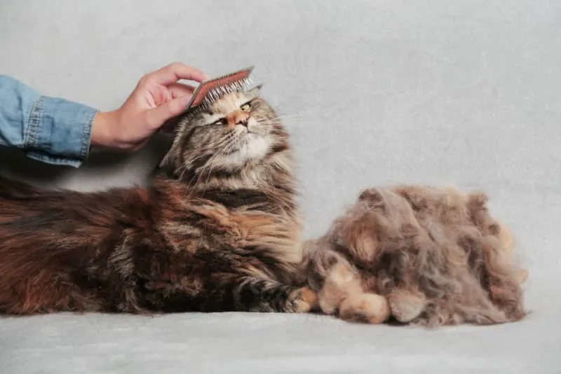 Why is my cat shedding so much?