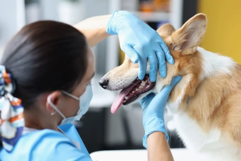 Broken Jaws in Dogs: Causes & Treatments