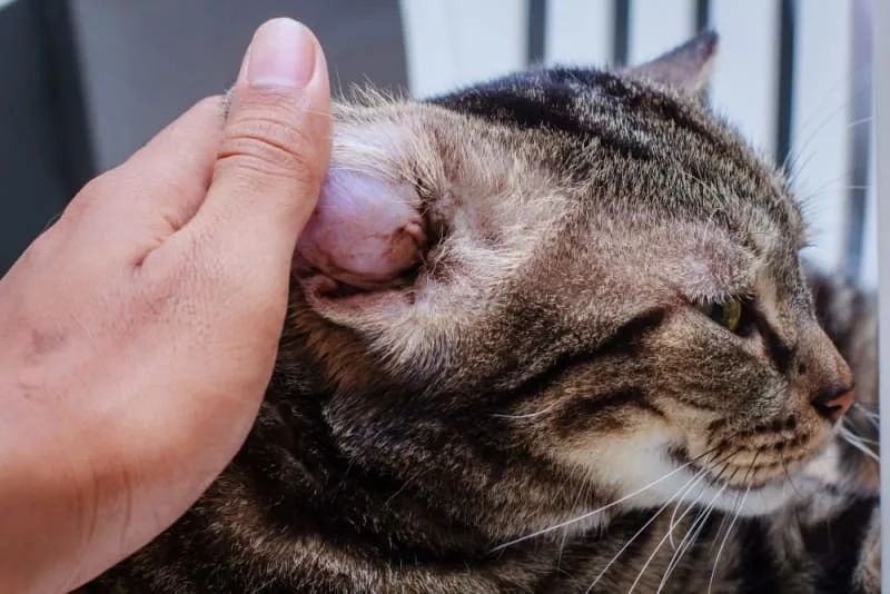 Aural Hematoma in Cats: When is Surgery Needed?