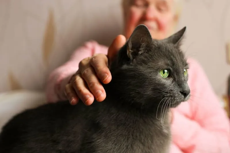 Cat Diabetes: Symptoms & Treatment Options