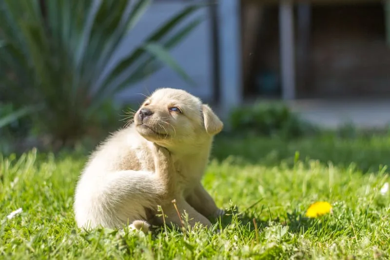 Yeast Dermatitis in Dogs: Signs and Treatment