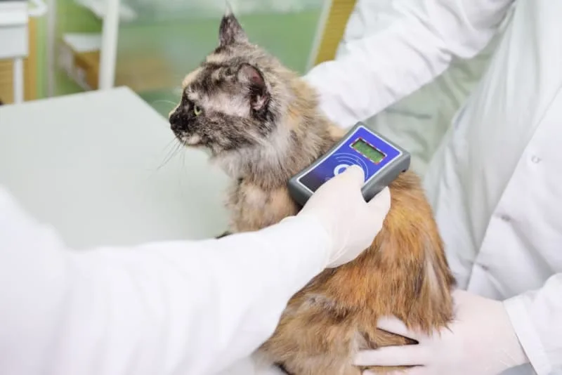 Should I Get My Cat Microchipped?