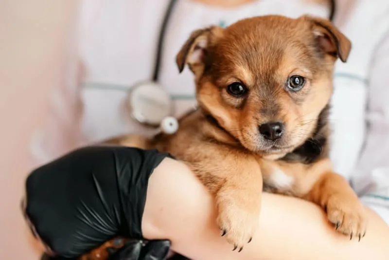 Dog Parvovirus