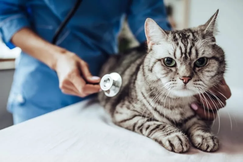 How Often You Should Take Your Cat to the Vet