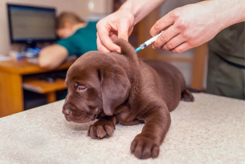 Puppy Vaccination Schedule