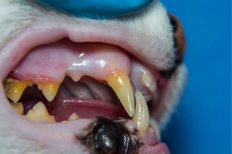 Teeth Cleaning for Cats