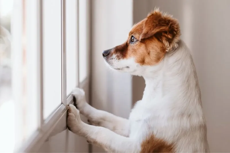 Leaving a Puppy Alone at Home for the First Time: How to Prepare
