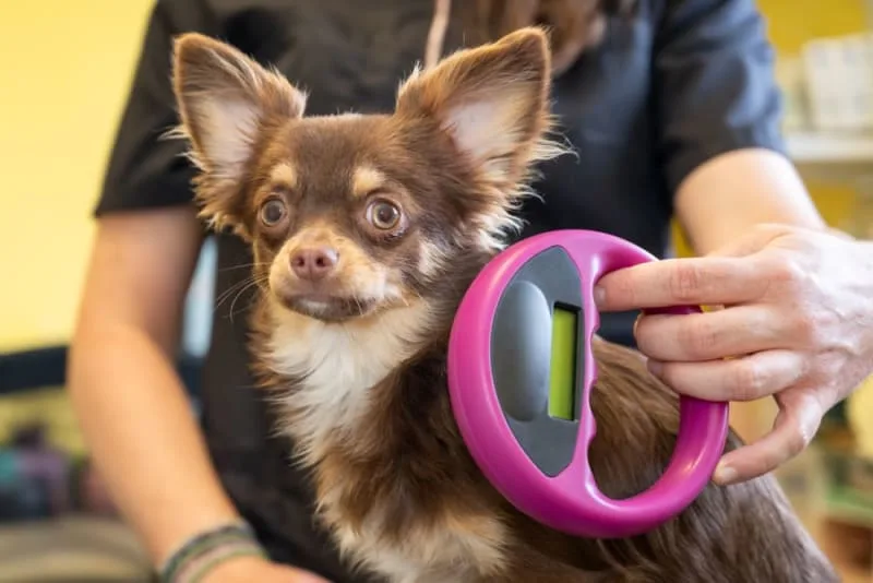 Demystifying Pet Microchipping: How It Works & What to Expect