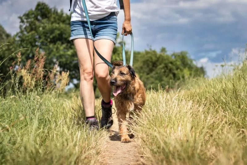 How to Deal with Leash Aggression in Dogs
