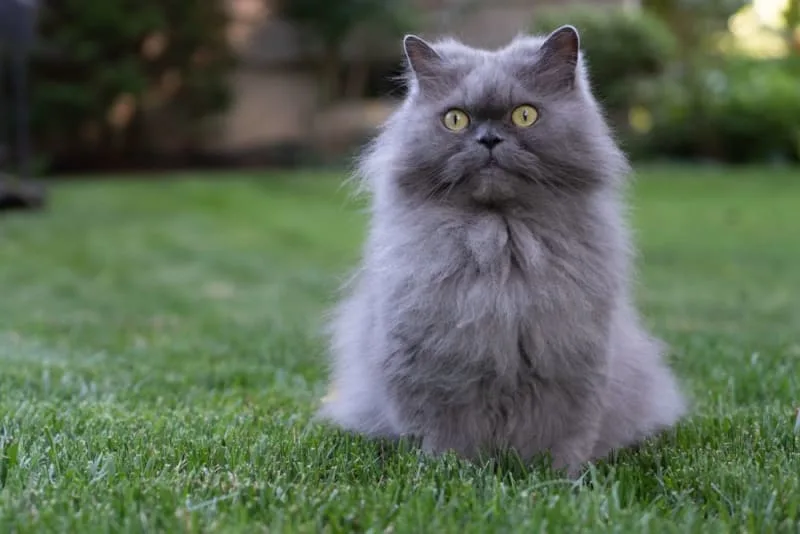 Cats & Rabies: What are the signs and symptoms?