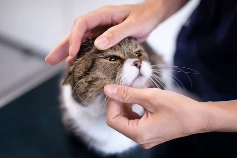 Dry Eye Syndrome in Cats