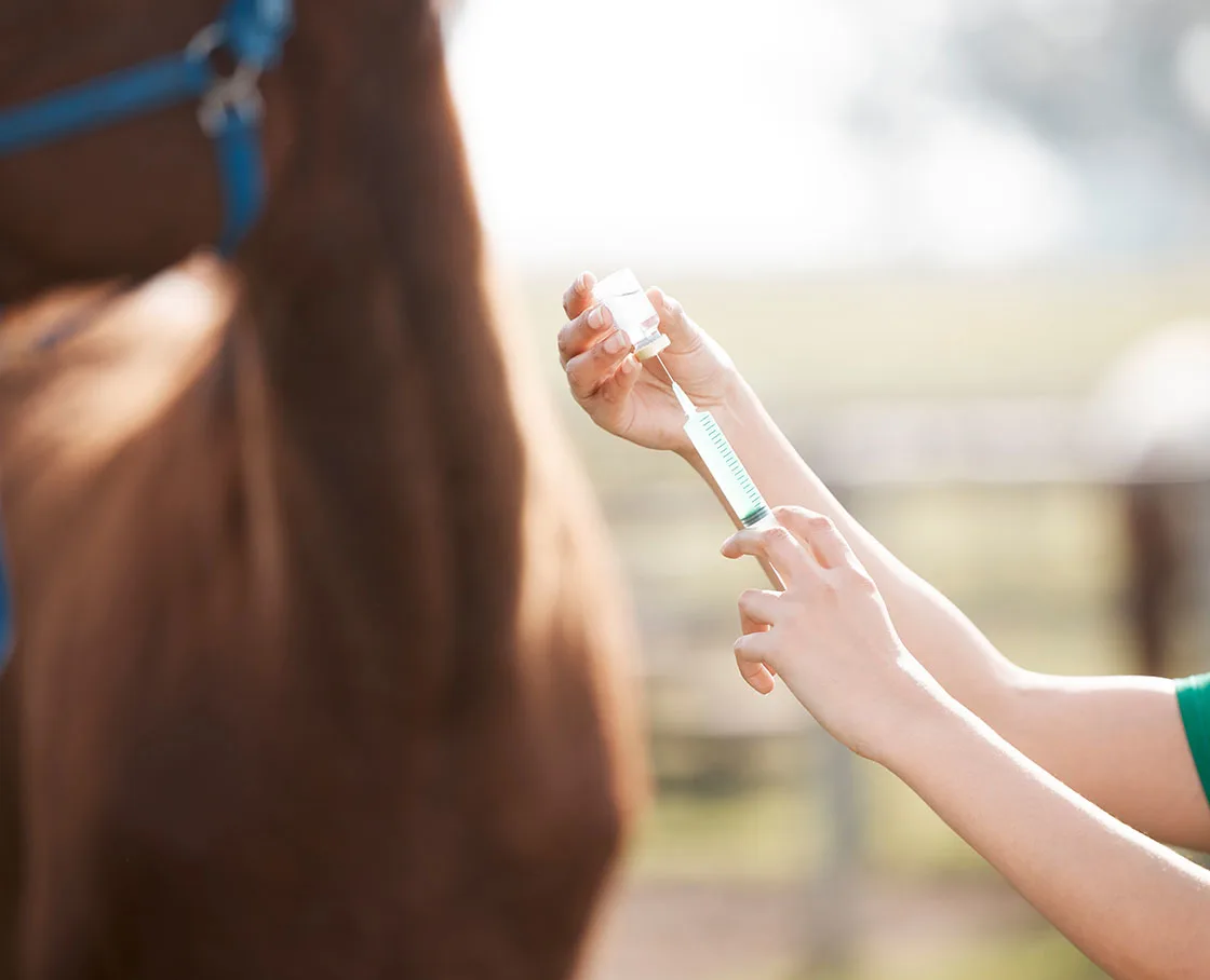 woman draws up vaccines with blurred horse