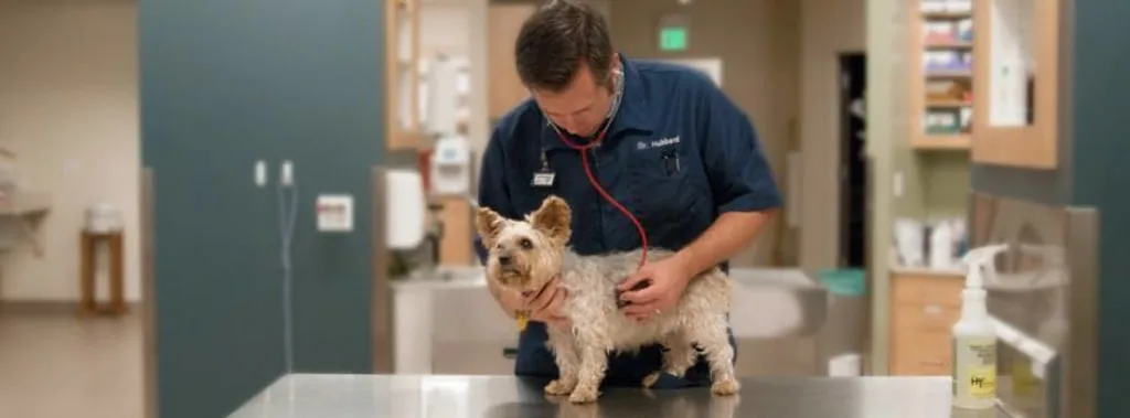 Dog being examined by a Vet
