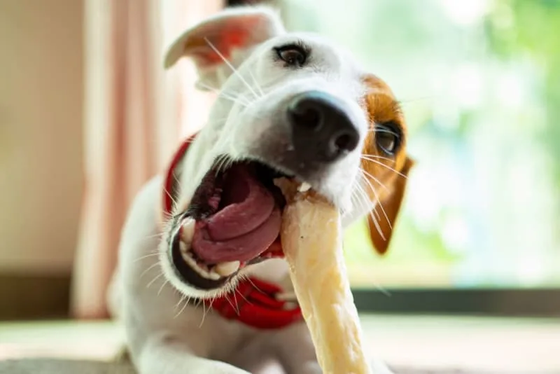 Common Dental Problems in Dogs