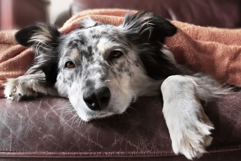 Hyperthyroidism in Dogs: Causes, Symptoms & Treatment