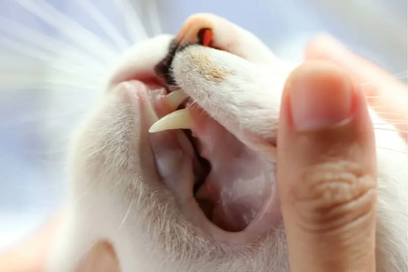 Common Dental Diseases In Cats