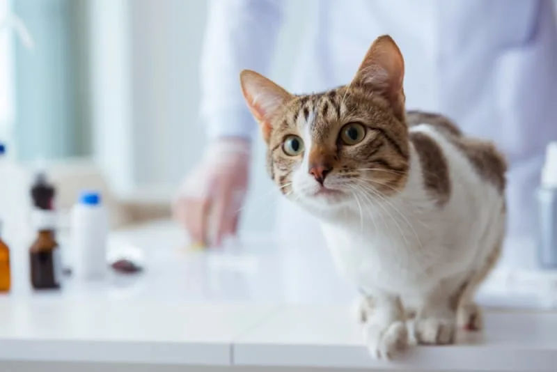 Laser Therapy for Incision Healing