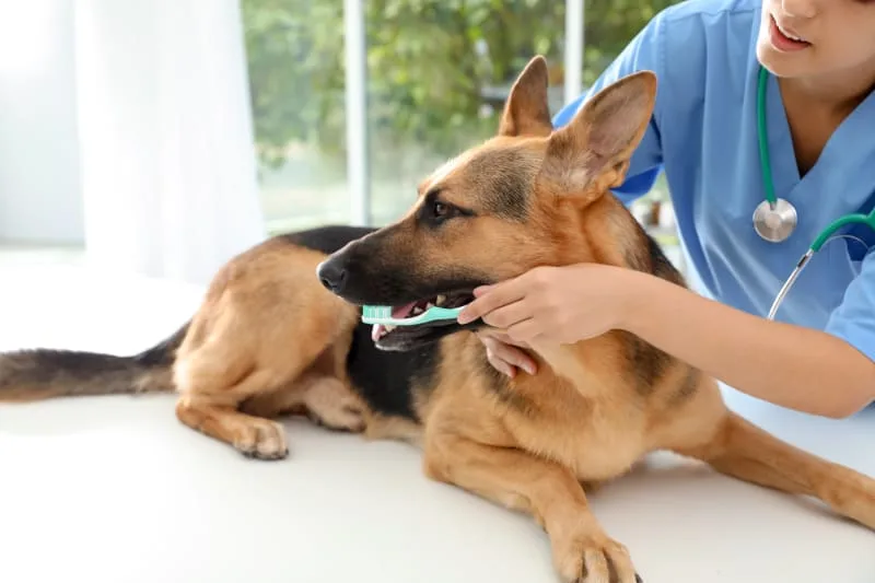 Causes & Treatment For Cavities In Dogs
