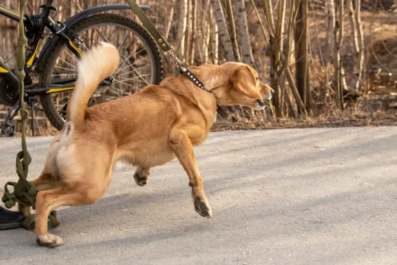 How to Deal with Leash Aggression in Dogs