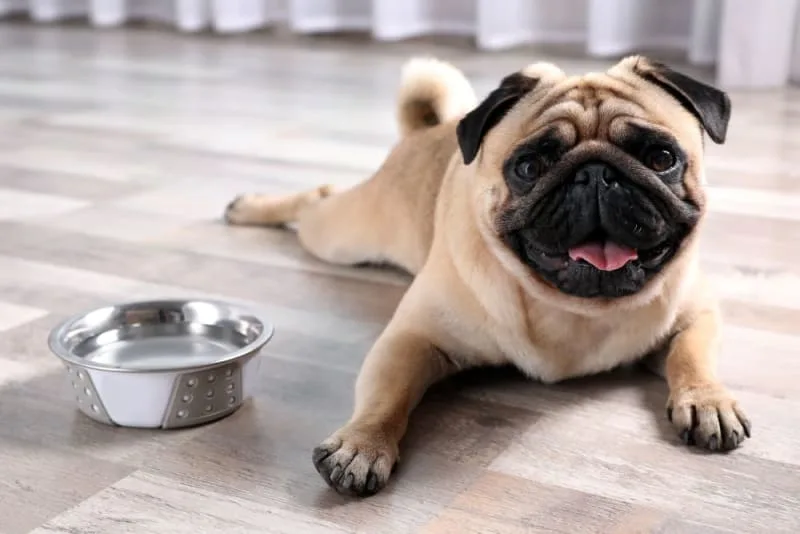 How Long Can a Dog Go Without Water?