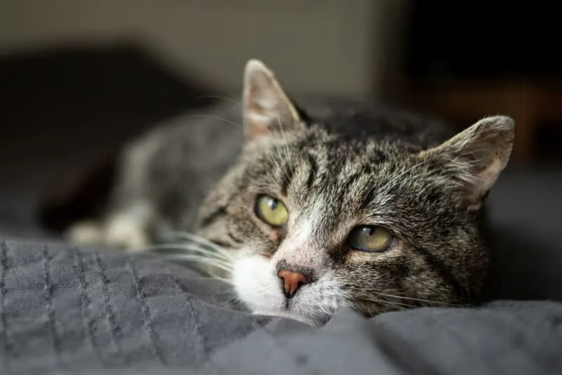 Types of Fever in Cats & Signs