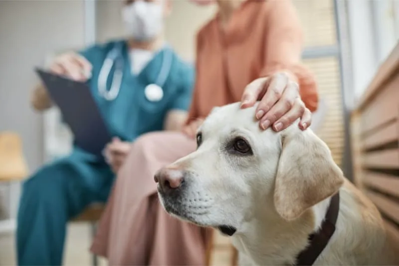 How Often Should I Take My Dog to the Vet?