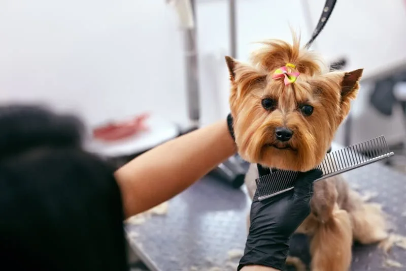 How Do I Know If My Dog Needs A Haircut or Grooming