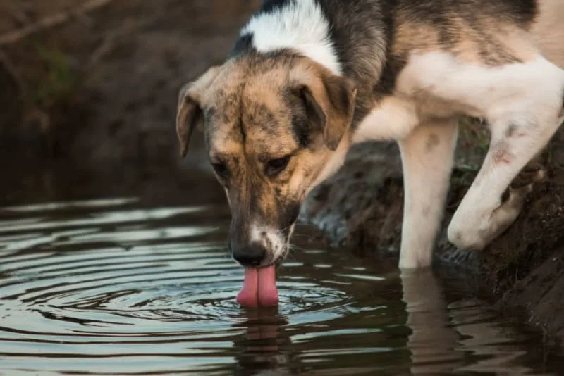 Leptospirosis in Dogs: Should My Dog Be Vaccinated?