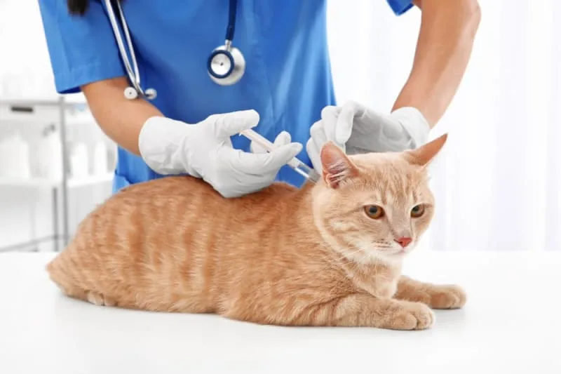 How often should you take a cat to the vet?