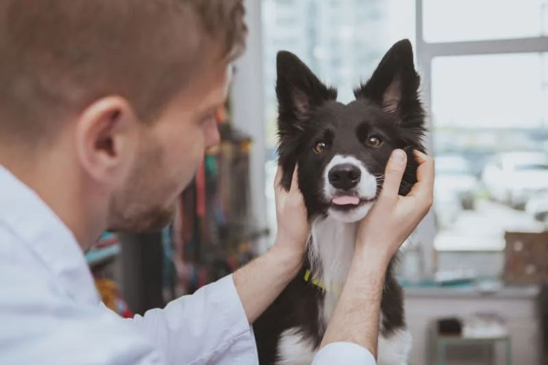 How Often Should Dogs See the Vet?