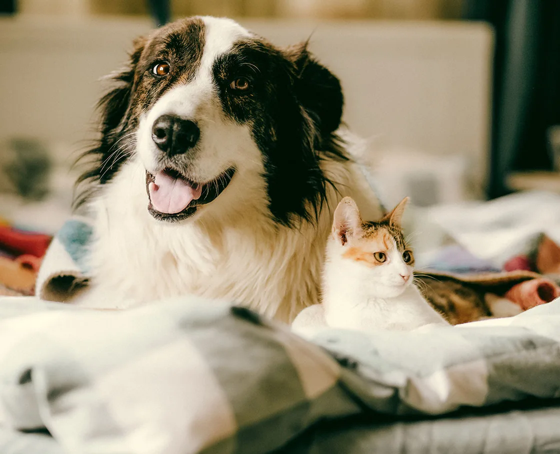 cat and dog sit next to each other on bed