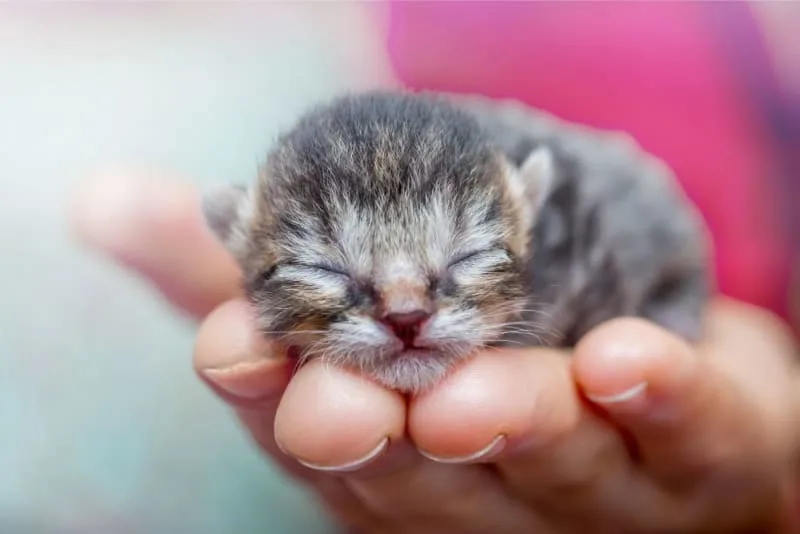Newborn Kittens: When Do Kittens Open Their Eyes?