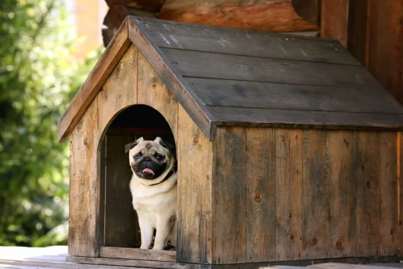 Tips for Veterinary Boarding of Senior Dogs
