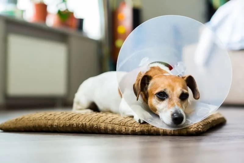 Guide to Getting Your Dog fixed