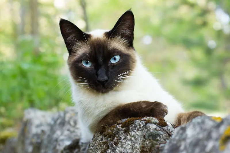 Cataracts in Cats: Causes & Surgery