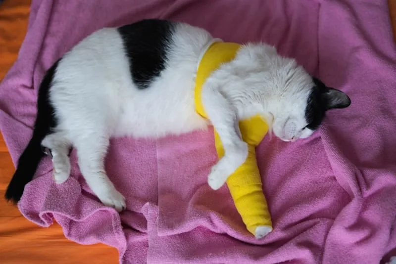 How to Tell if a Cat Has a Broken Leg