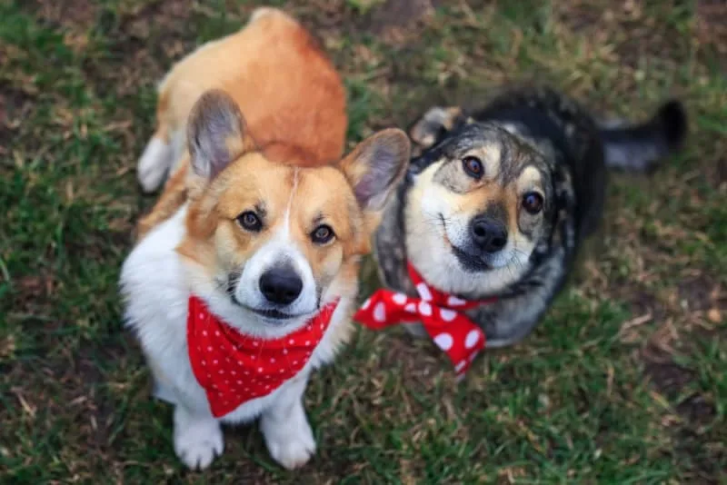 Are Pet Wellness Plans Worth It for Routine Care?