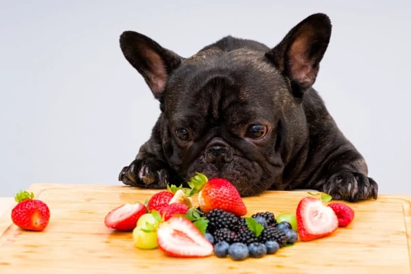 Fruit & Veggies Dogs Can and Can't Eat
