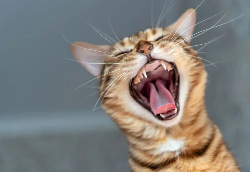 Help! I Think My Cat Has Laryngitis