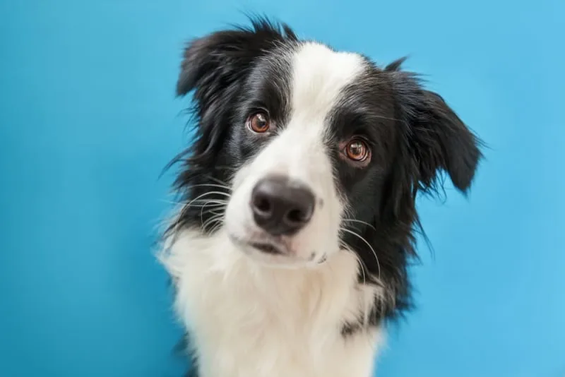 Dog Cavity: Causes, Symptoms & Treatment