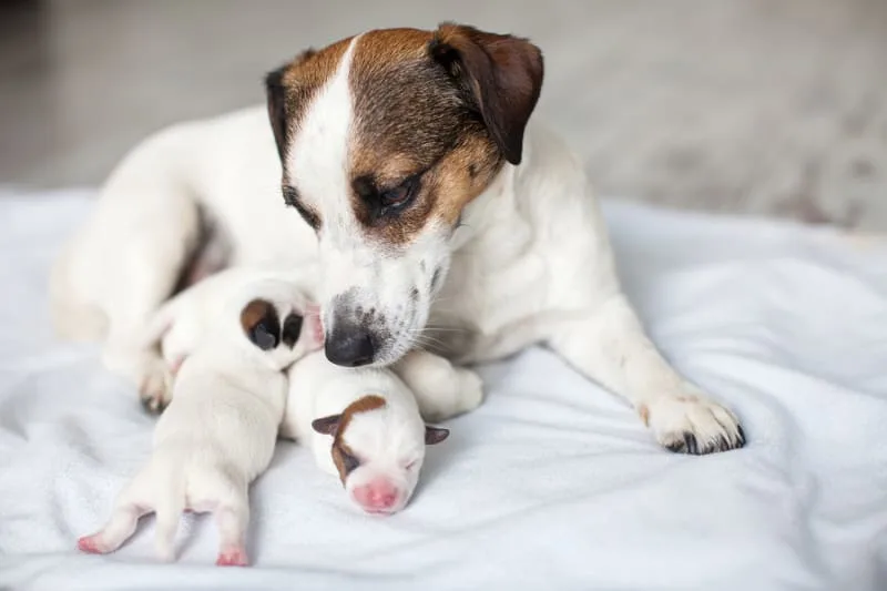 Signs that Your Dog May Need a C-Section & How Much it Will Cost