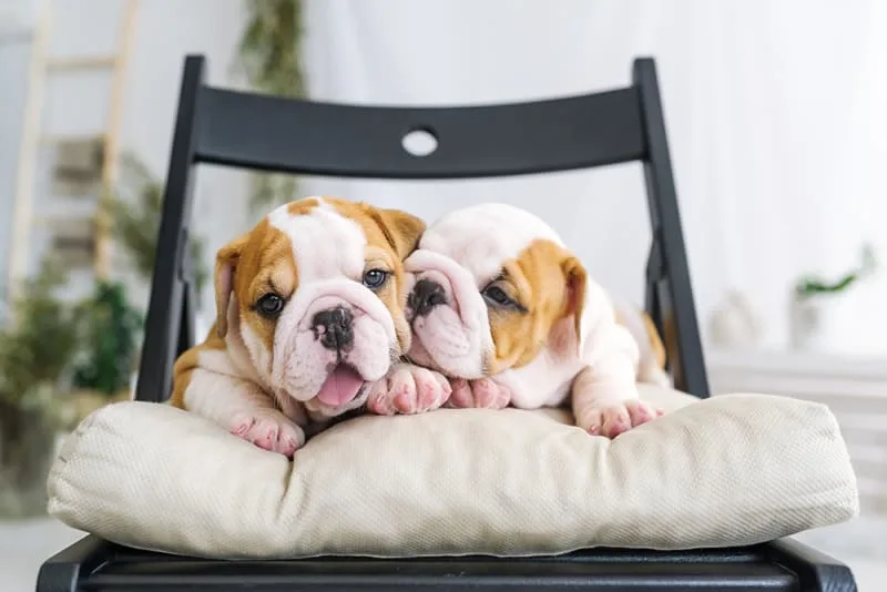 What to Expect During Your Puppy's First Examination