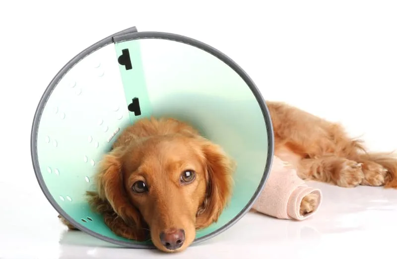 Do Spayed & Neutered Dogs Live Longer?