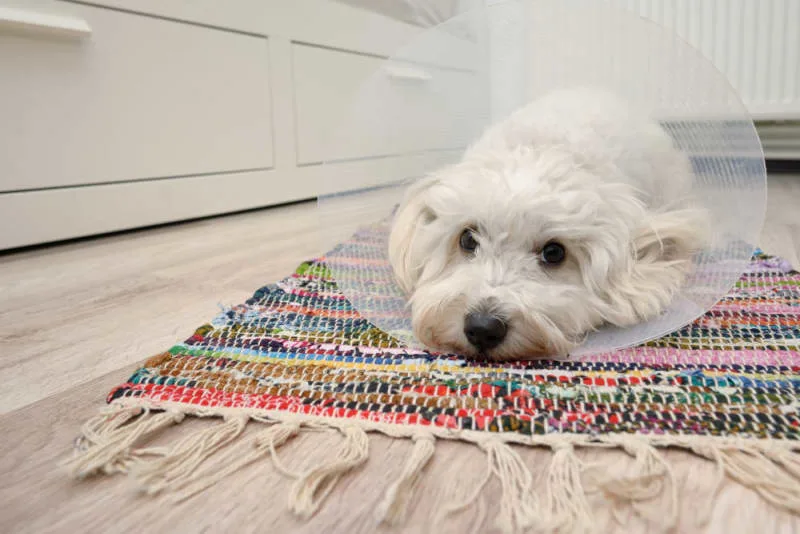 How to Relieve Your Dog's Pain After Neutering