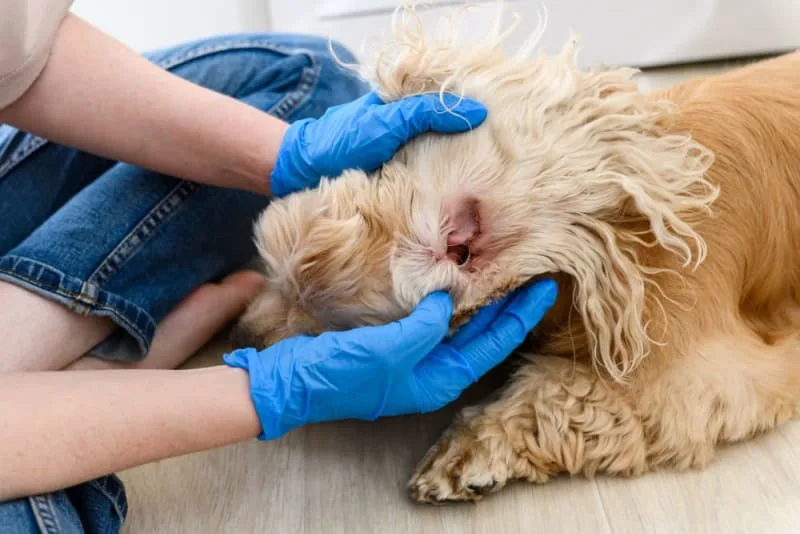 Ear Infections in Dogs