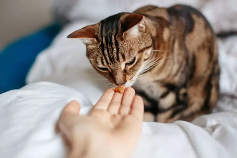 Pet Eating Problems: Why won't my cat eat?