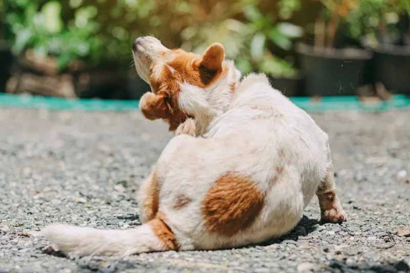 How can I tell if my cat or dog has fleas?
