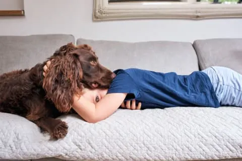 Best dog breeds for kids, Irish Setter